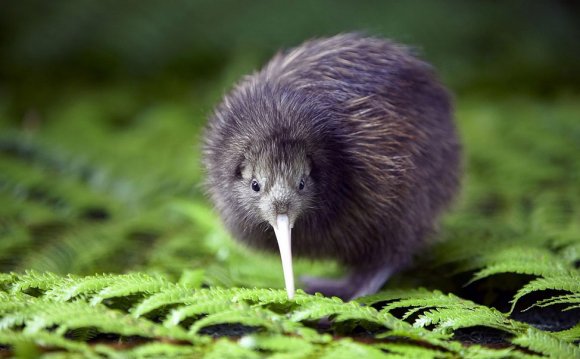 08 kiwi