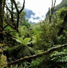 11 интересных фактов о Новой Зеландии