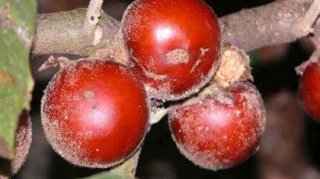 20 экзотических фруктов, о которых вы ничего не знали 20 экзотических фруктов, о которых вы ничего не знали