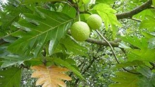 20 экзотических фруктов, о которых вы ничего не знали 20 экзотических фруктов, о которых вы ничего не знали