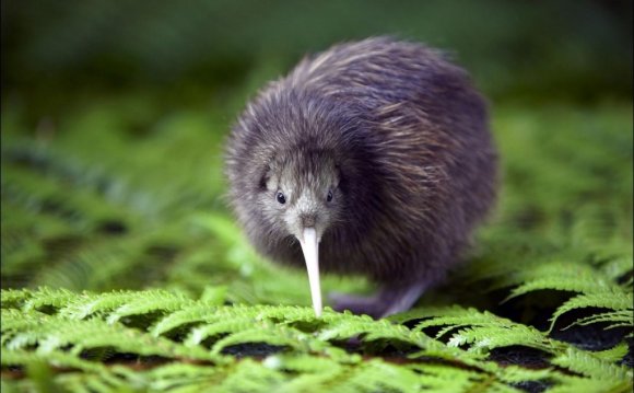 Бескрылая Птица Новой Зеландии