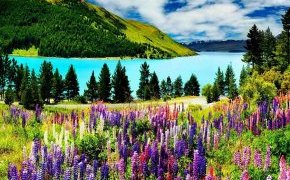 Цветы люпина Рассела, озеро Текапо, остров Южный (Новая Зеландия)