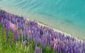 Цветы люпина Рассела,  озеро Текапо, остров Южный (Новая Зеландия)