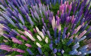 Цветы люпина Рассела,  озеро Текапо, остров Южный (Новая Зеландия)