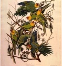 Каролинский попугай (Conuropsis carolinensis) - илл. Дж. Одюбона