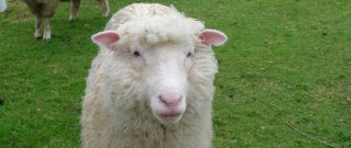 Овцеводство в Новой Зеландии