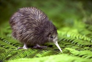 Птица киви - символ Новой Зеландии