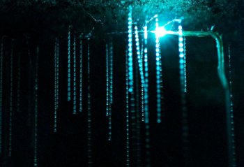 Светящиеся пещеры Вайтомо (Новая Зеландия) новая зеландия, пещера, природа, светлячки