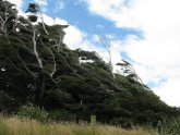 Лес Новой Зеландии