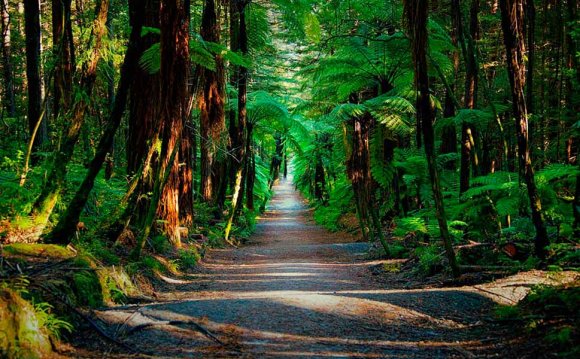 Дождевой Лес Южный Остров Новая Зеландия